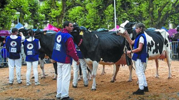 Concurso de ganado. Las figuras centrales del día, las vacas, se mostraron al público pese al mal tiempo.