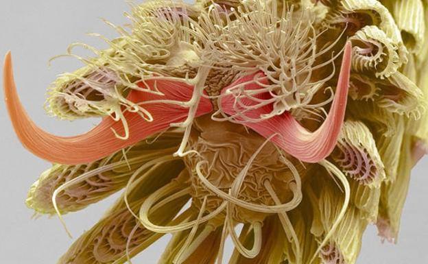 La foto 'alienígena' que desconcierta a todo el mundo: ¿Qué es realmente?