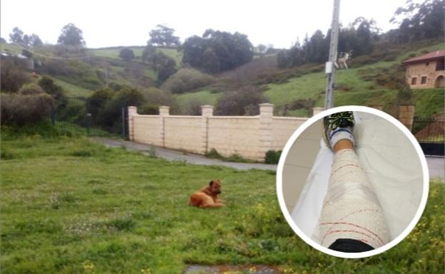 Imagen del perro que ha dejado así la pierna a su última víctima de un mordisco./J.M.I.