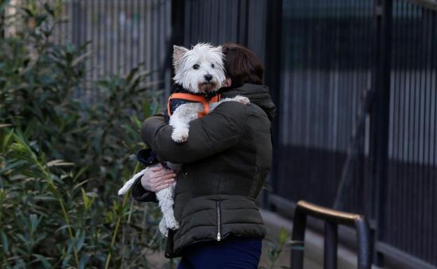 Los infectados de coronavirus podrían contagiar a sus mascotas