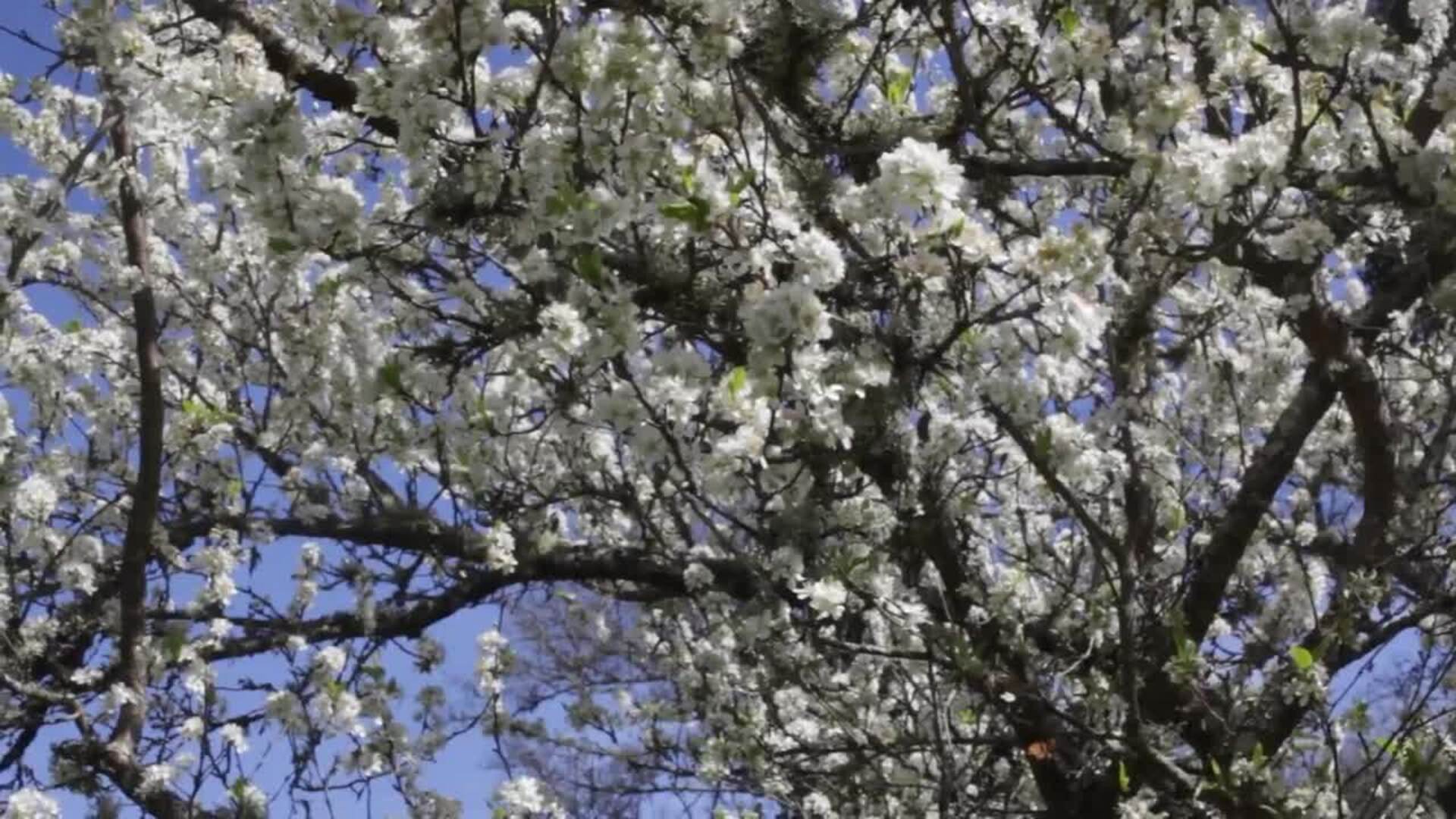 La Primavera Llega A Lugo Galicia El Diario Vasco