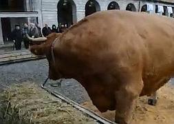 Un buey gigante en la feria de la chuleta de Tolosa