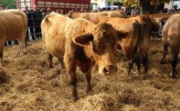 Los aspectos sanitarios del ganado serán muy seguros. /ZARBO/