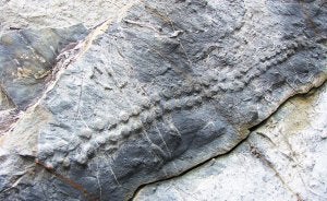 Rescatan en el flysch de Zumaia una huella fósil única en el mundo