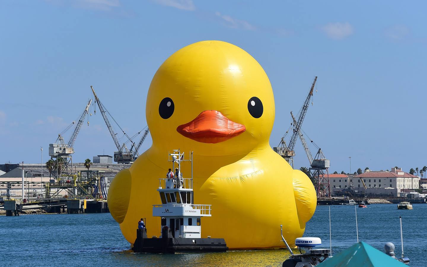 Cosi Sono Gli Occhi Del Patito