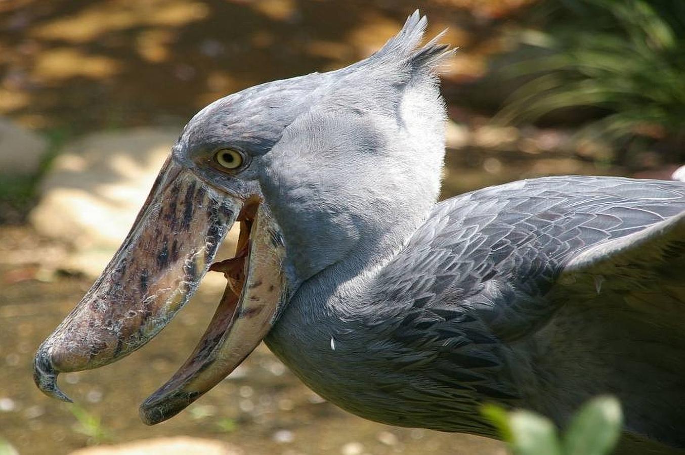 Los Animales Mas Escalofriantes Del Mundo