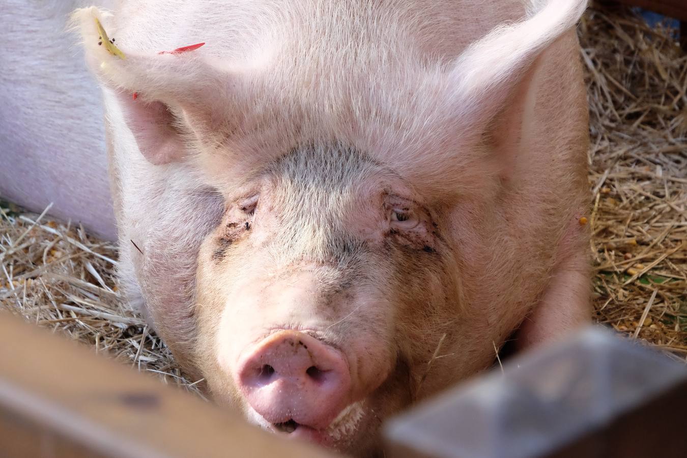 'Maikrux', la cerda de Santo Tomás