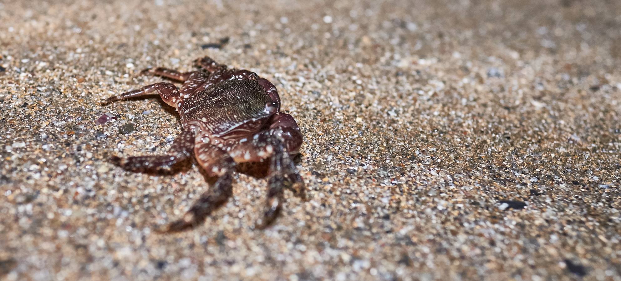 Safari nocturno por el Flysch