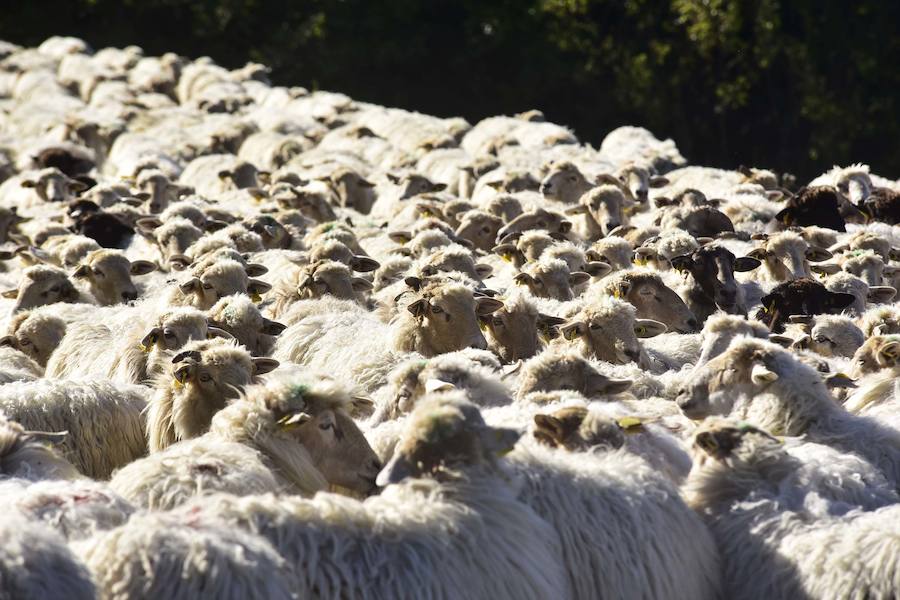 Días de trashumancia entre Aralar y Azpeitia