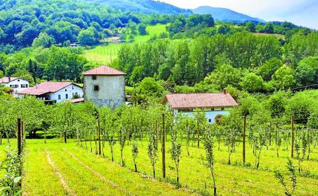El renacer de la manzana en Gipuzkoa