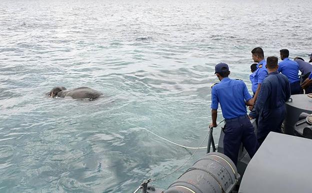 El insólito rescate de un elefante en alta mar