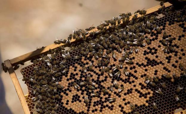 Detenidos por envenenar a 16 millones de abejas en Valencia