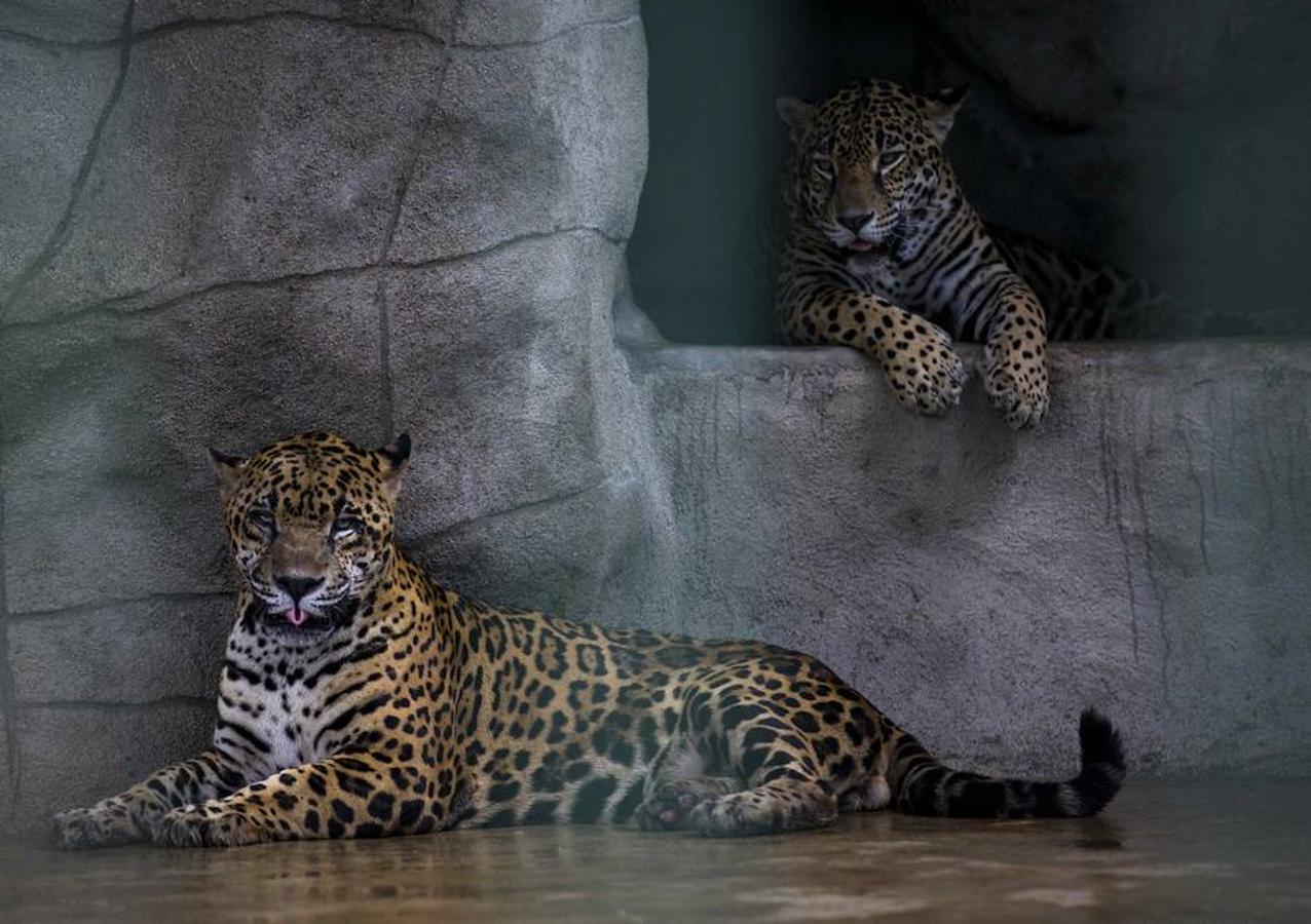 Descubre el Zoológico Nacional de Nicaragua