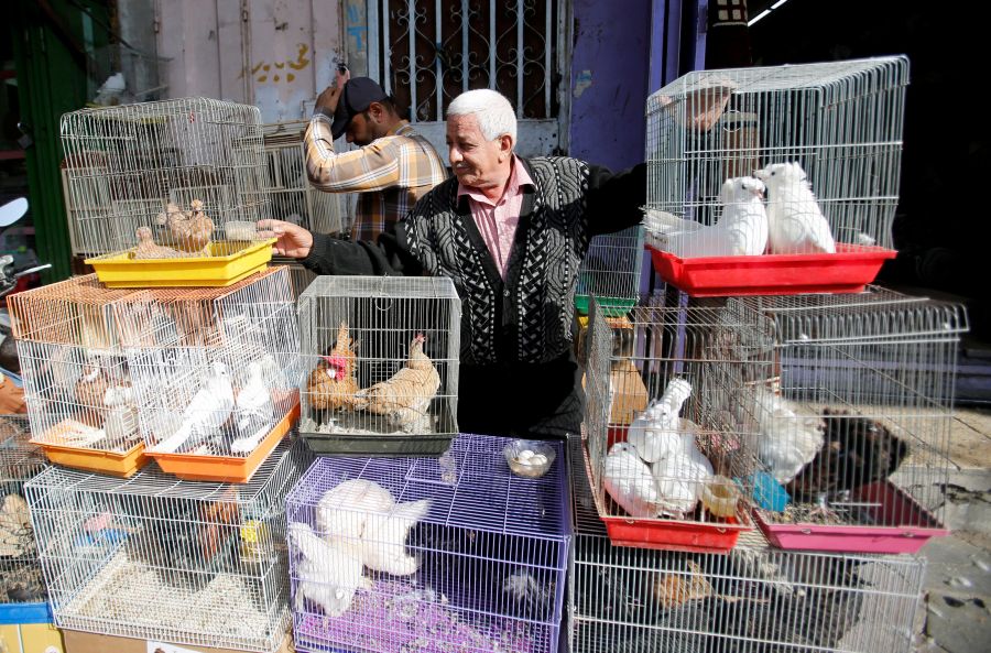 De gallinas a cachorritos