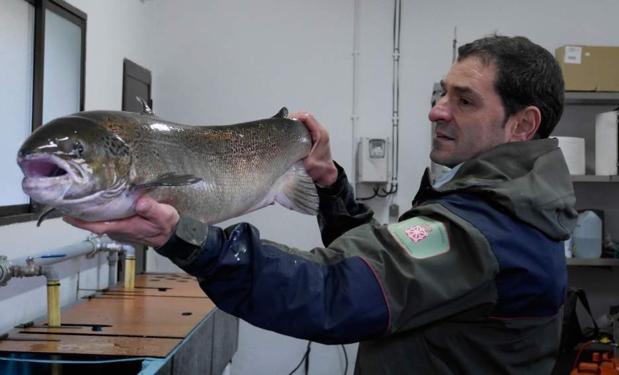 Encontrado un salmón hembra de 9 kilos y un metro de longitud en Bera