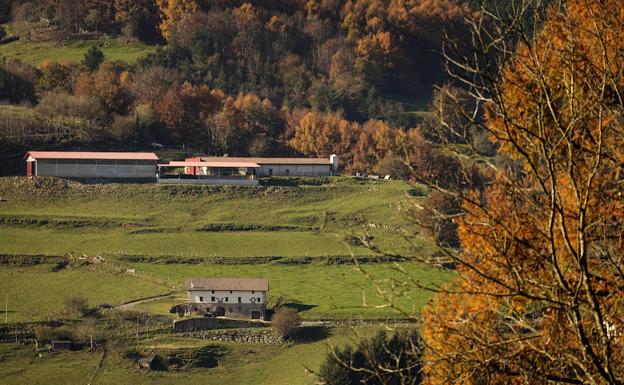 La Fiscalía Medioambiental de Gipuzkoa investigará la muerte por inanición de 45 vacas en Berastegi