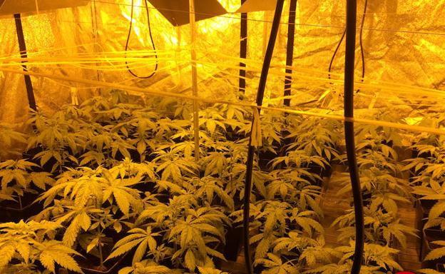 Un intento de robo destapa una plantación de marihuana en un pabellón de Urnieta