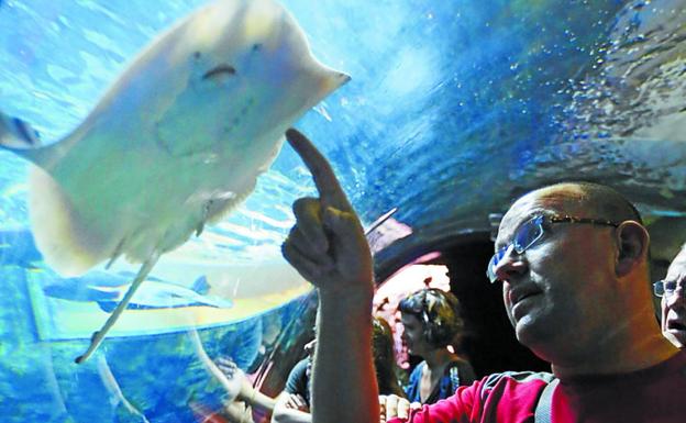 Más de 300.000 personas visitaron el Aquarium en 2017