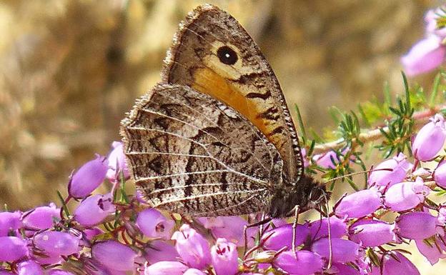 Tximeleta, pitxilota...