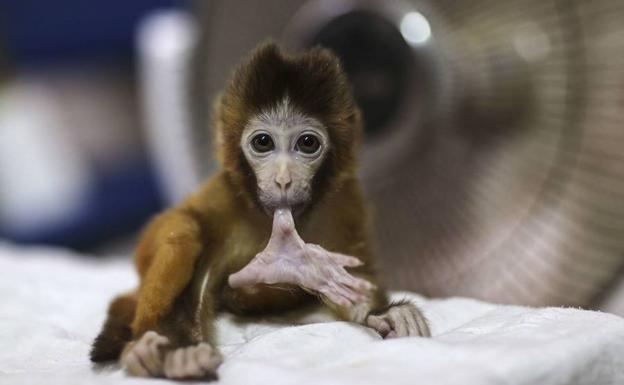 Piden multar a tres científicos en Alemania por experimentar con crueldad con monos