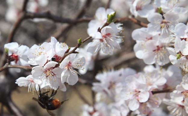 La primavera comenzará el 20 de marzo y será más lluviosa al principio y más seca de lo normal en abril y mayo
