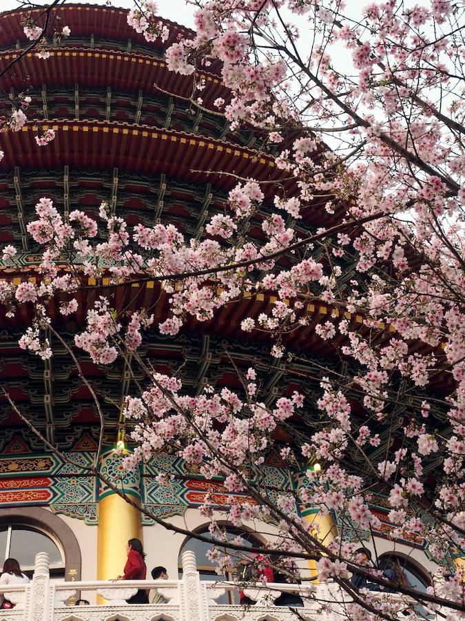 Llega la primavera a Tokio y Taiwan con los cerezos en flor