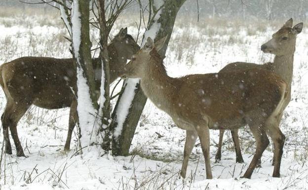Ecologistas atribuyen la muerte de 29 ciervos en el parque de Salburua de Vitoria a un «maltrato animal»