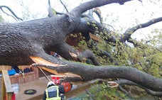 Herido de gravedad un niño de cinco años al caerle un árbol encima en San Sebastián