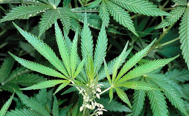 Condenado tras ser sorprendido en Albiztur con una planta de cannabis