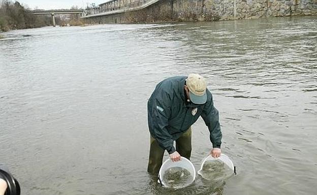 Gipuzkoa recuperará 365 kilómetros para mejorar la accesibilidad de las especies piscícolas a los ríos