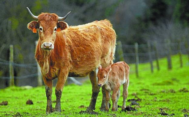 Ez dezagun behia ahaztu