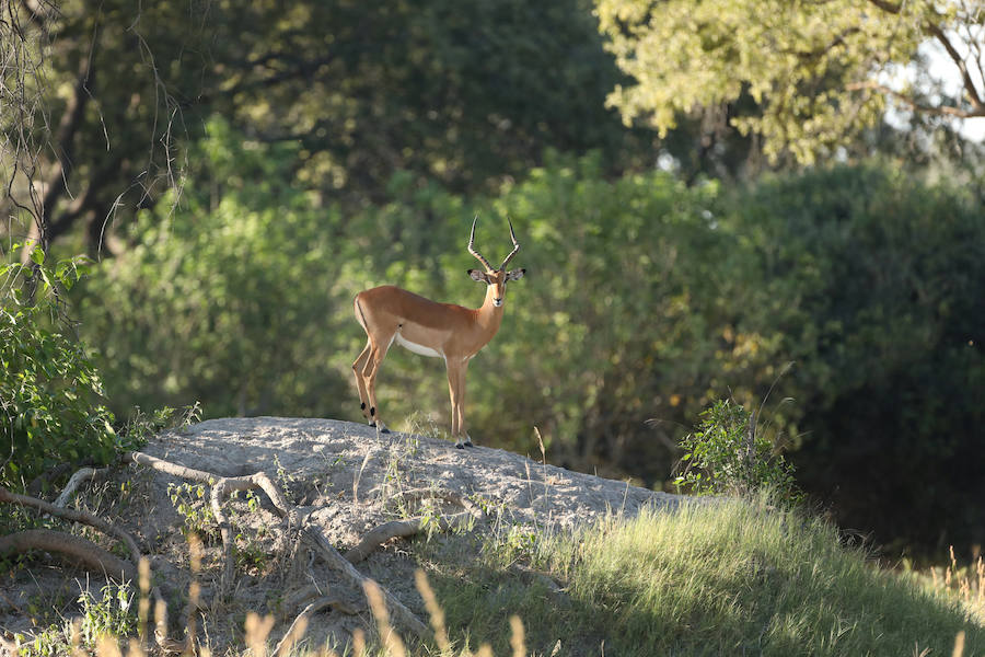 La belleza del delta del río Okavango