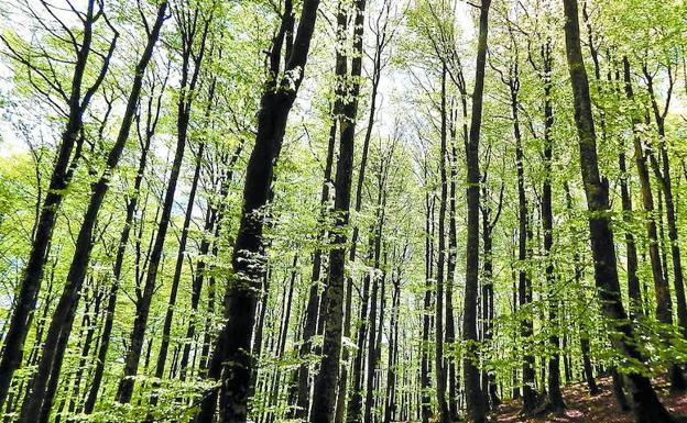 La magia de Aralar inunda sus bosques