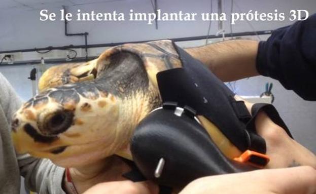 La tortuga 'Donosti' ya nada en La Concha, pero de Oropesa
