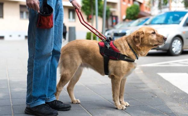 Despiden a un taxista por no aceptar a un ciego con su perro lazarillo