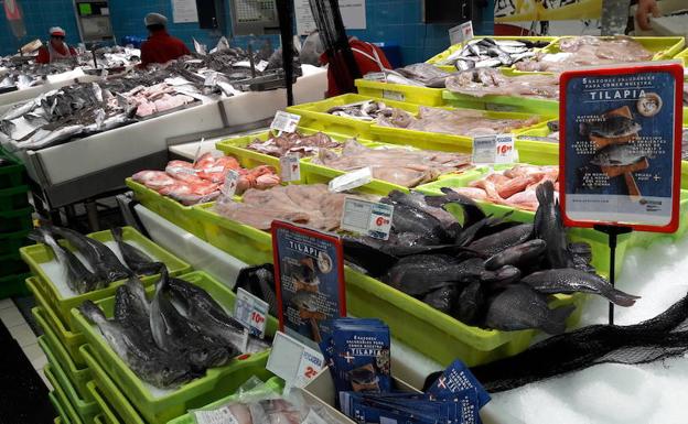 Tilapias entre txitxarros y merluzas