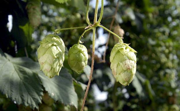 El lúpulo se estrena en Euskadi