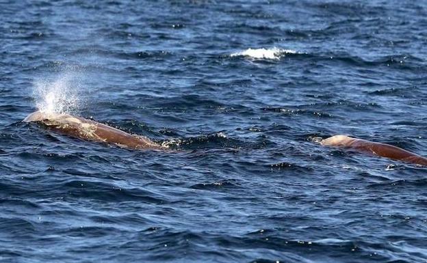 Avistan cuatro ballenas frente a las costas de San Sebastián
