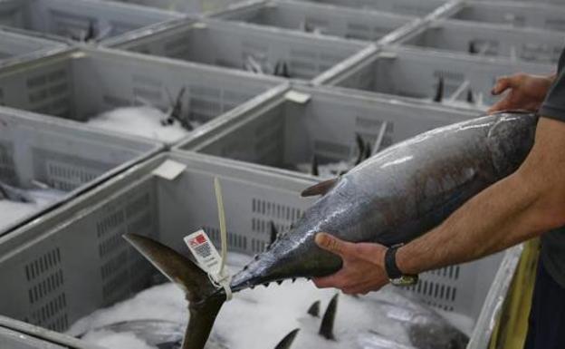 Los arrantzales no podrán descargar más bonito a partir del día 18