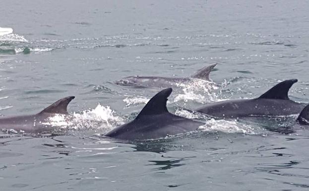 Avistan una decena de delfines en aguas de Hondarribia