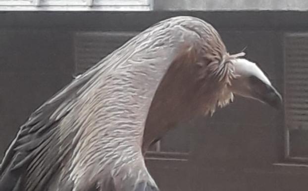 Un buitre se convierte en centro de atención en Ibarra
