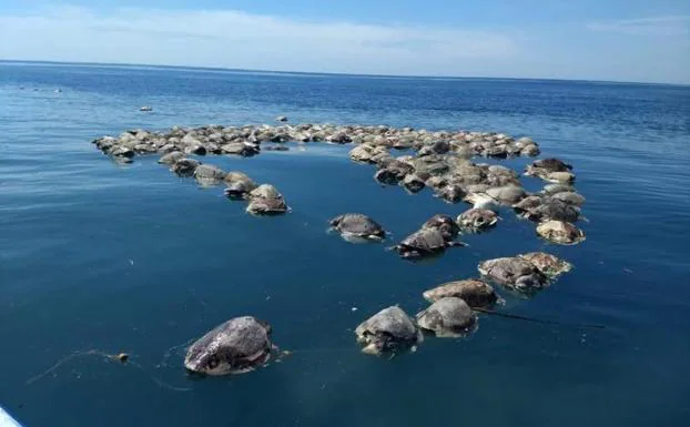 Hallan muertas a cerca de 300 tortugas marinas en peligro de extinción en México