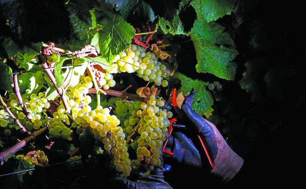 Vendimiar bajo la luz de las estrellas