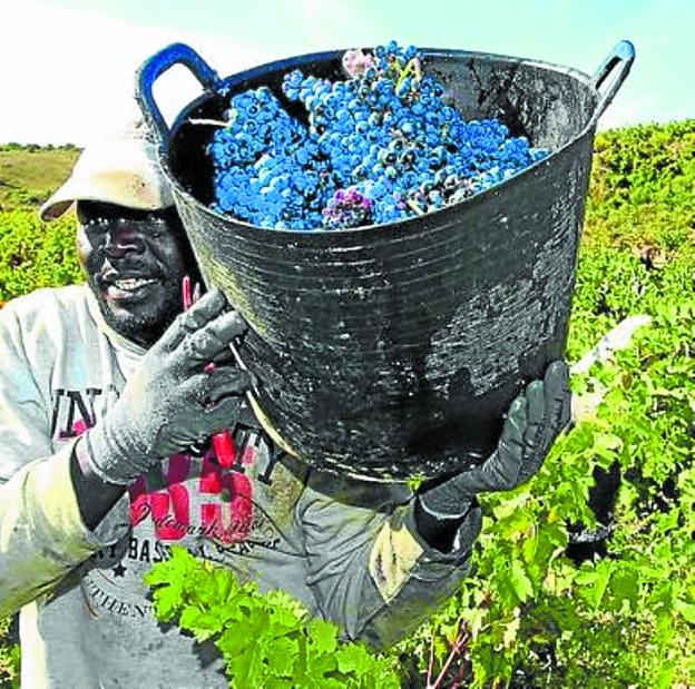 Cuenta atrás para la vendimia en Rioja Alavesa