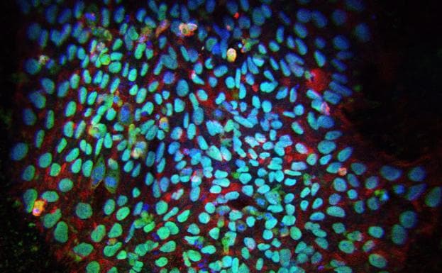 El árbol genealógico de producción de sangre revela miles de células madre