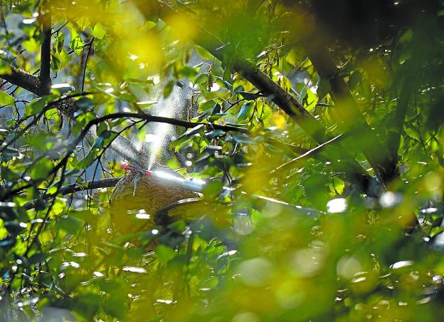 Debemen retira casi el doble de nidos de avispa que el año pasado