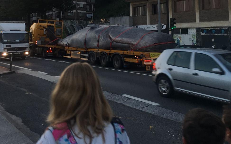 El misterio del cachalote de Irun