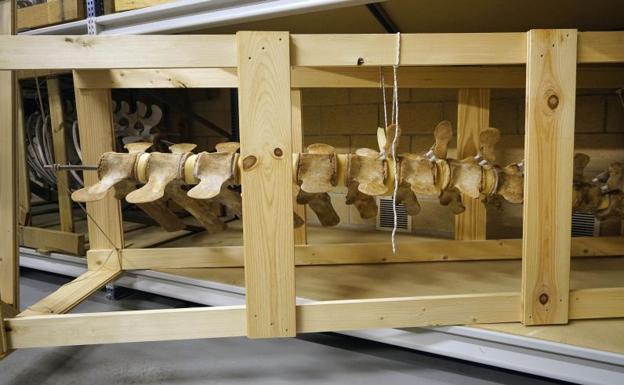 Una ballena emerge 18 años después