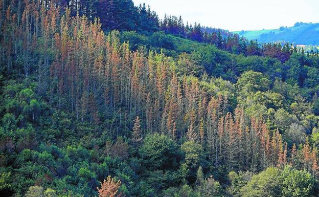 EHNE Gipuzkoa pide que se tomen nuevas medidas para salvar los pinos enfermos