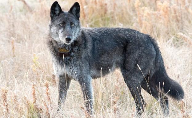 Un cazador mata a la loba más famosa del parque de Yellowstone